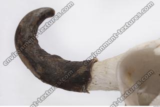 skull antler 0010